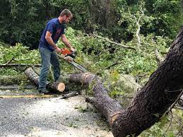 Why Choose Our Tree Removal Services in Columbia City, OR?