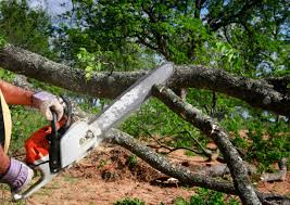 Trusted Columbia City, OR  Tree Services Experts