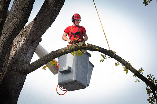 Best Tree Cabling and Bracing  in Columbia City, OR