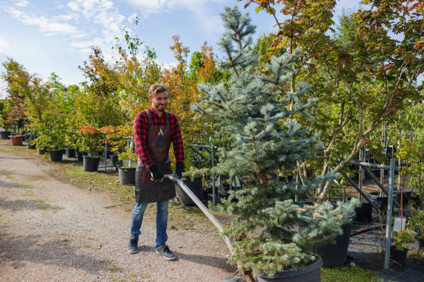 Best Tree Maintenance Programs  in Columbia City, OR