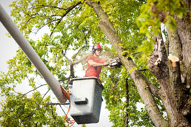 Best Tree Disease Treatment  in Columbia City, OR