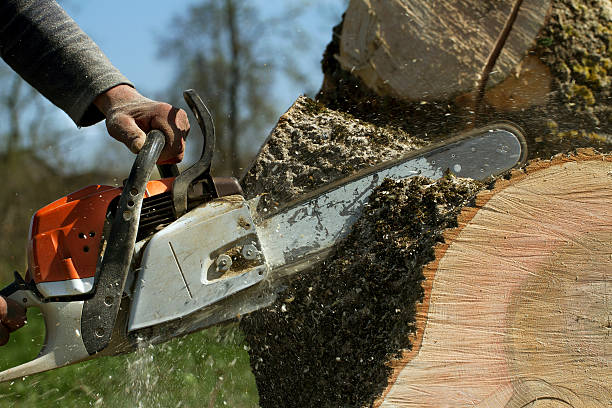 Best Storm Damage Tree Cleanup  in Columbia City, OR